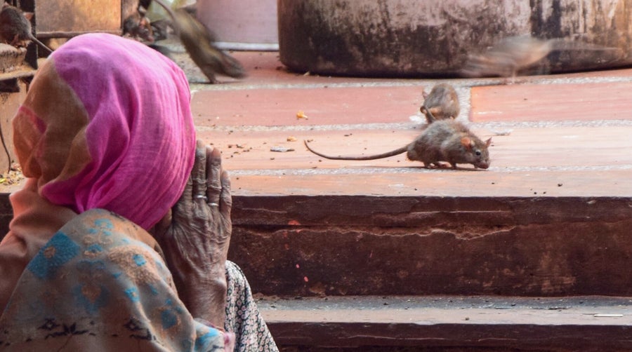 Alte Frau betet Ratte an