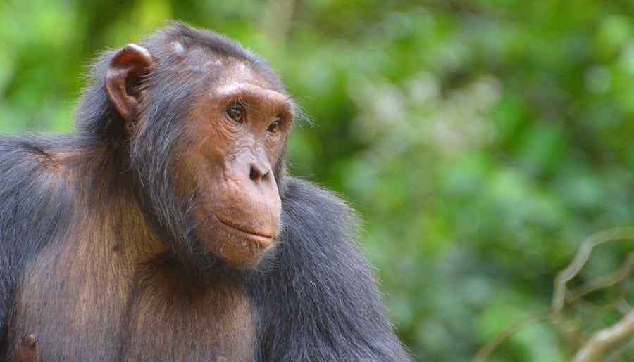 Schimpanse im Kibale Forest Nationalpark