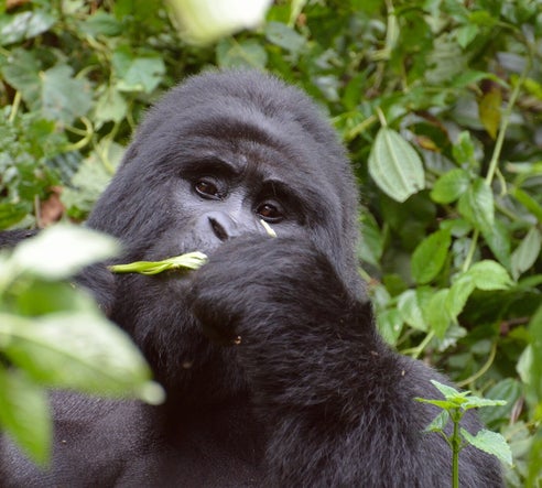 Gorillamännchen im Dschungel Ugandas