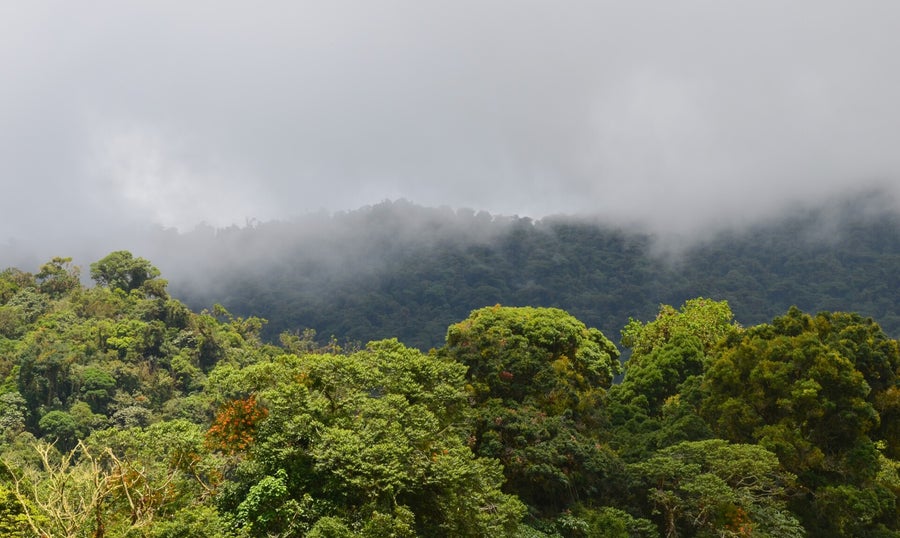 Nebelwald in Boquete