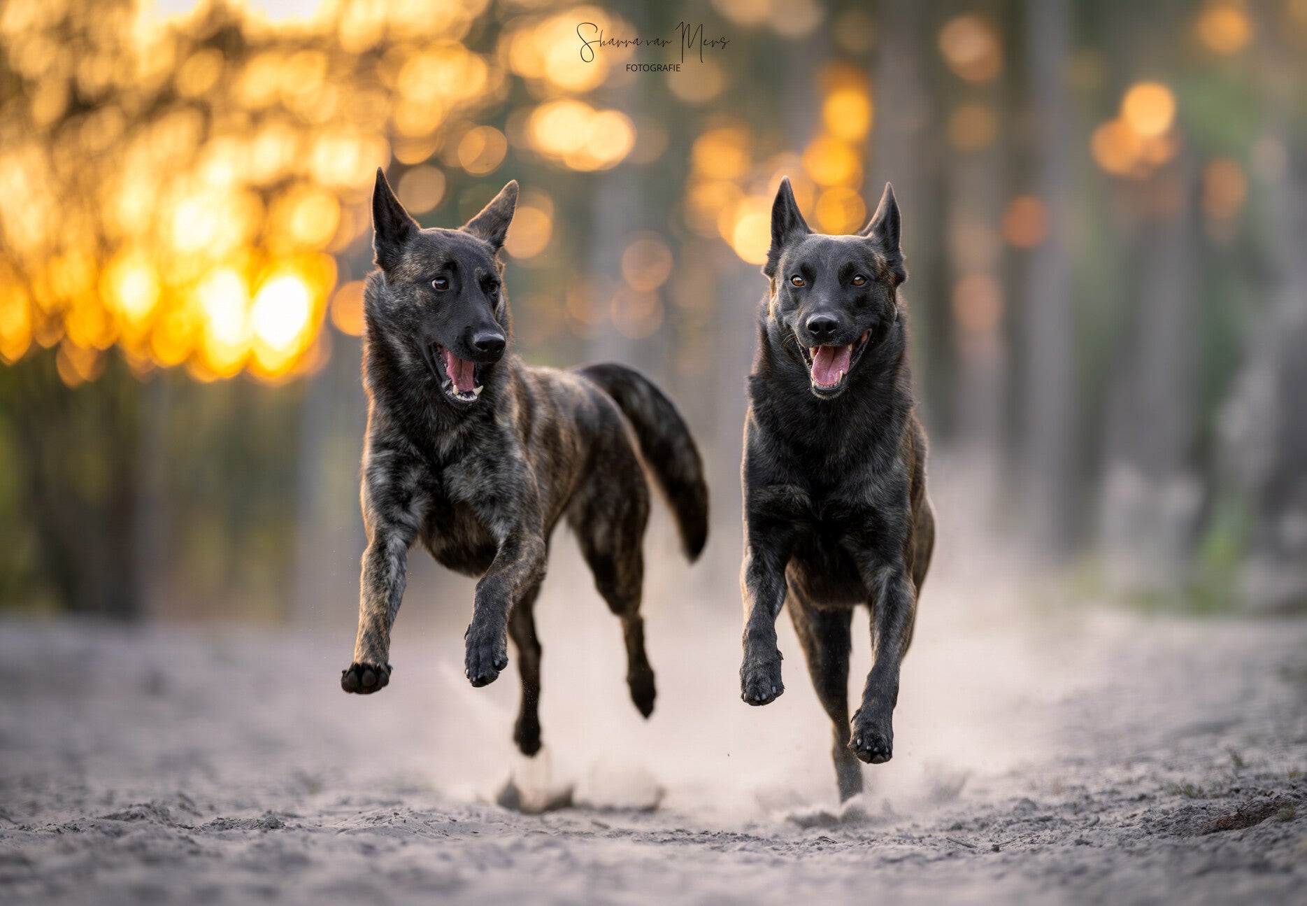 Shanna van Mens Fotografie