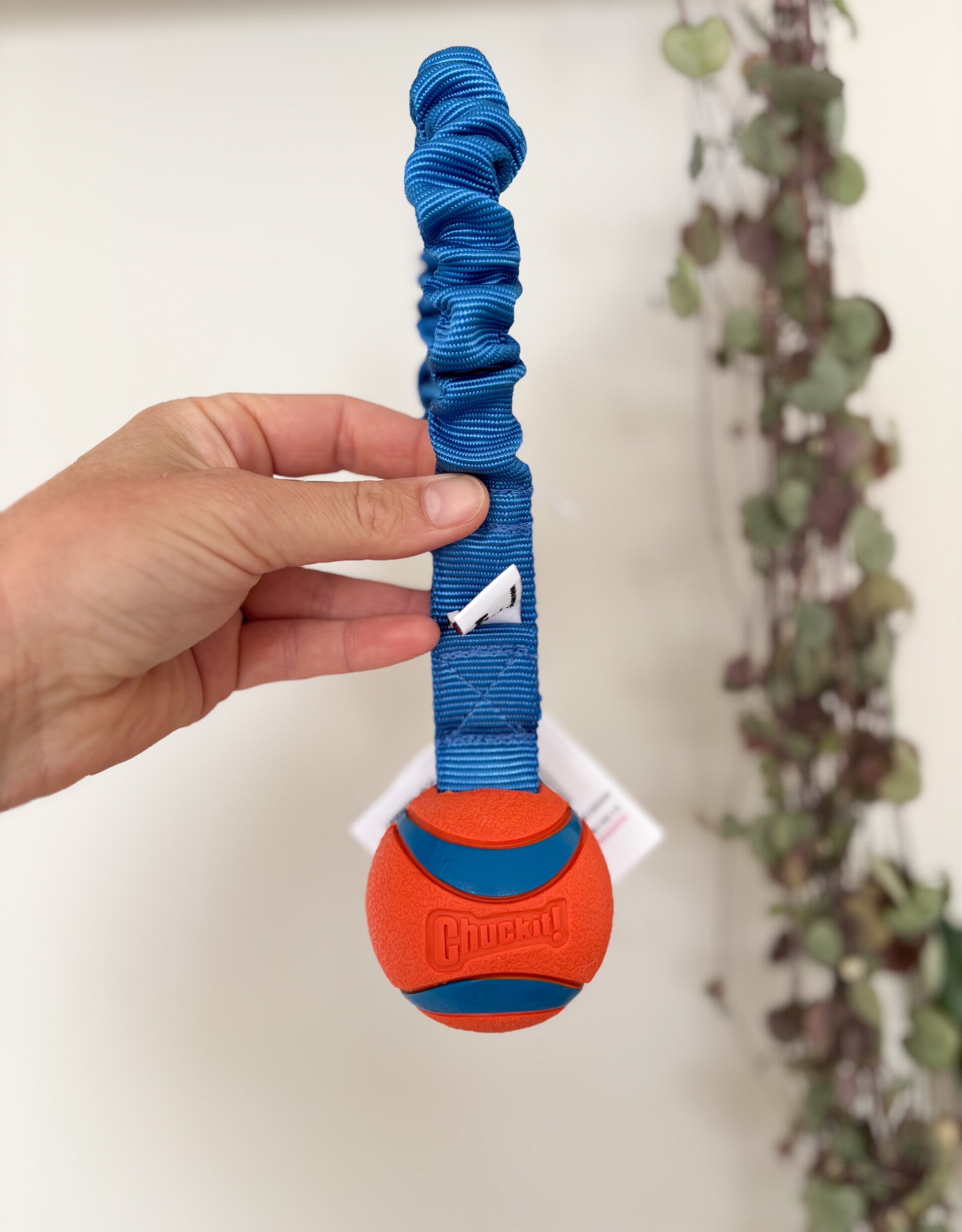 ChuckTug Classic - short