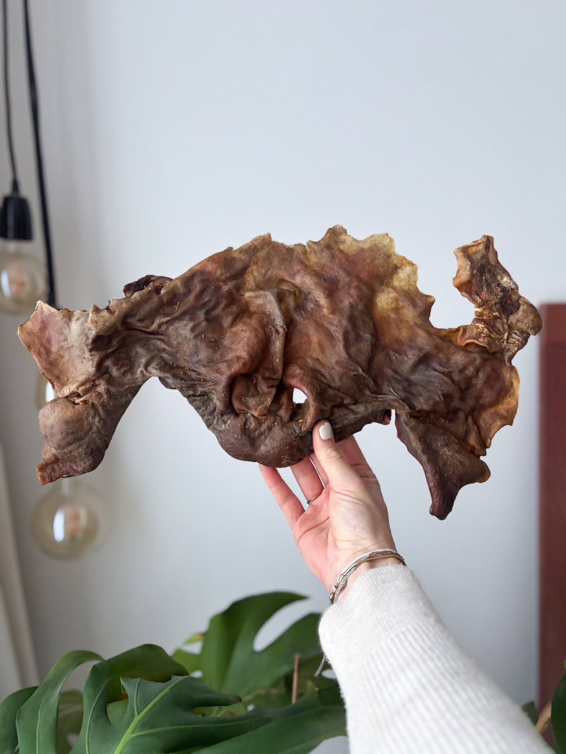 Paardenneus gedroogd