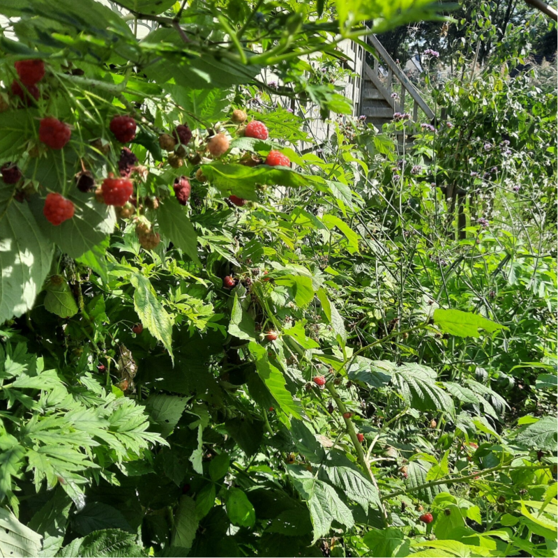 natuurrijke tuin Woerden
