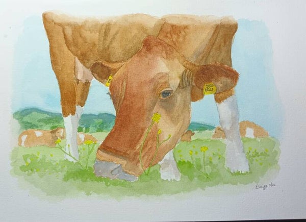 Kerry Cow