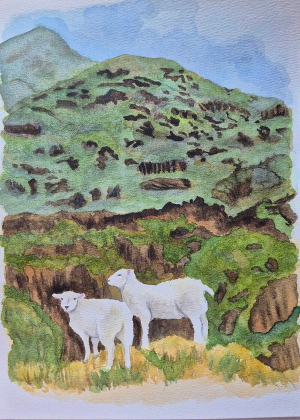 Lambs of the Wild Atlantic