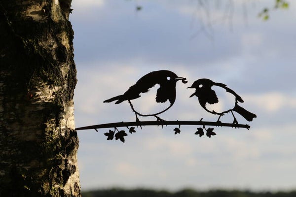 Roodborst met jong