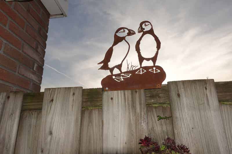 Papegaaiduikers Cortenstaal