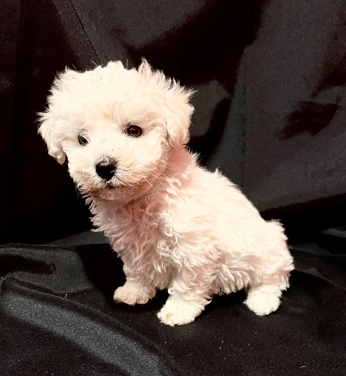 Beechons Élevage bichon frisé 49