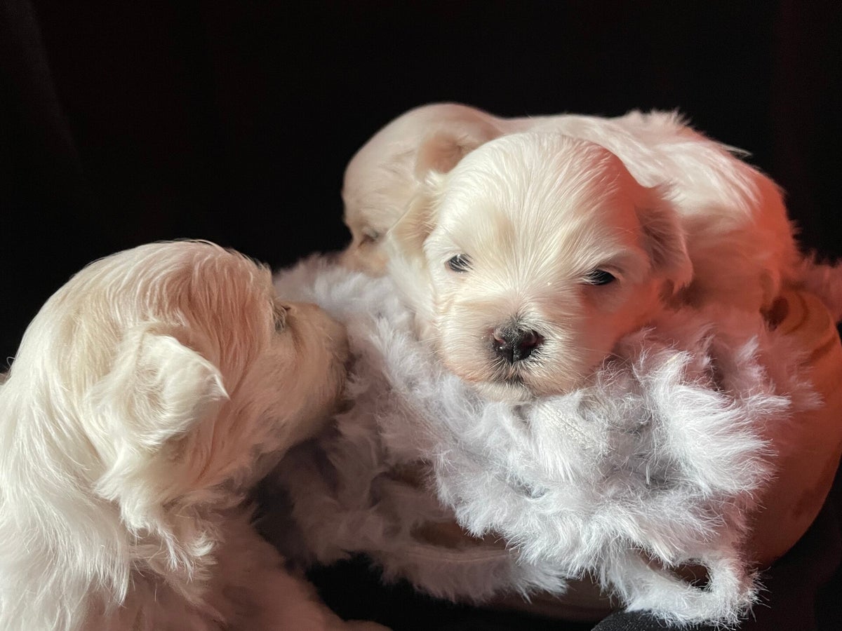 Beechons Élevage bichon maltais 49