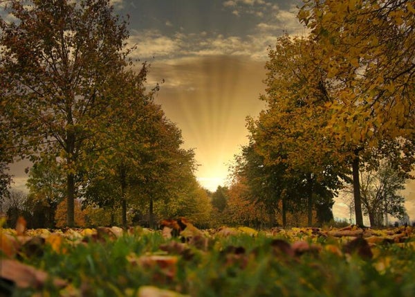 Autumn Sunset in Greens and Gold Poster