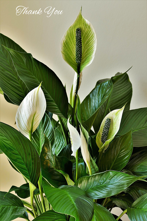 Peace lily- Thank you card