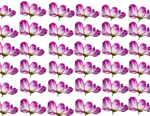 Pink Peppermint Background