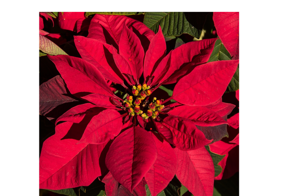 Poinsettia for your holiday designs