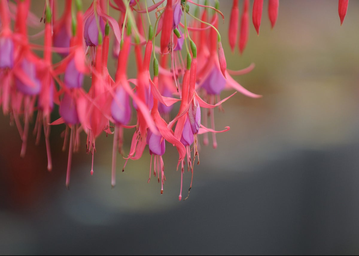 Northampton & District Fuchsia Society