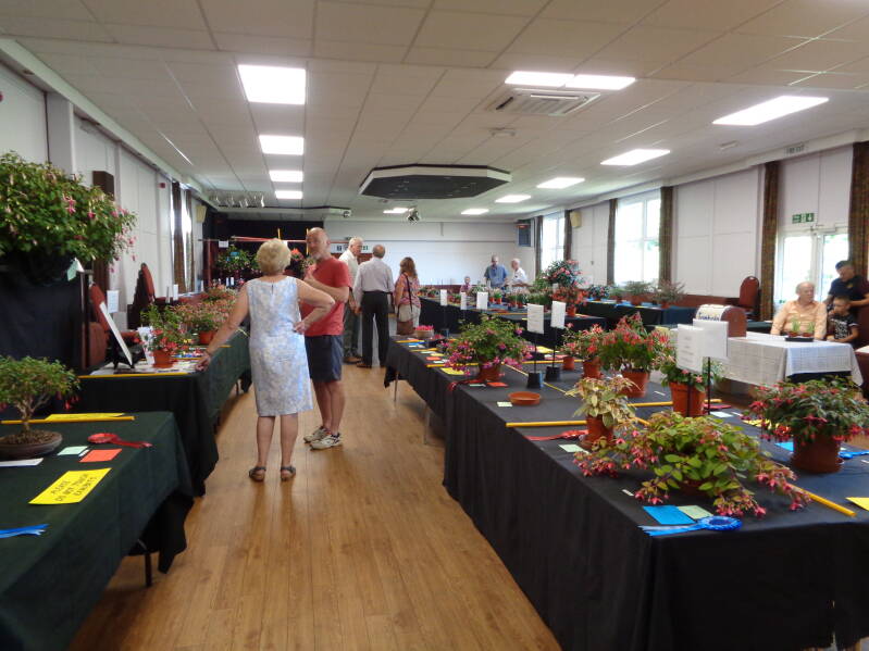 A view of our show at St Crispin Social Club celebrating 51 years of Fuchsia growing and showing.