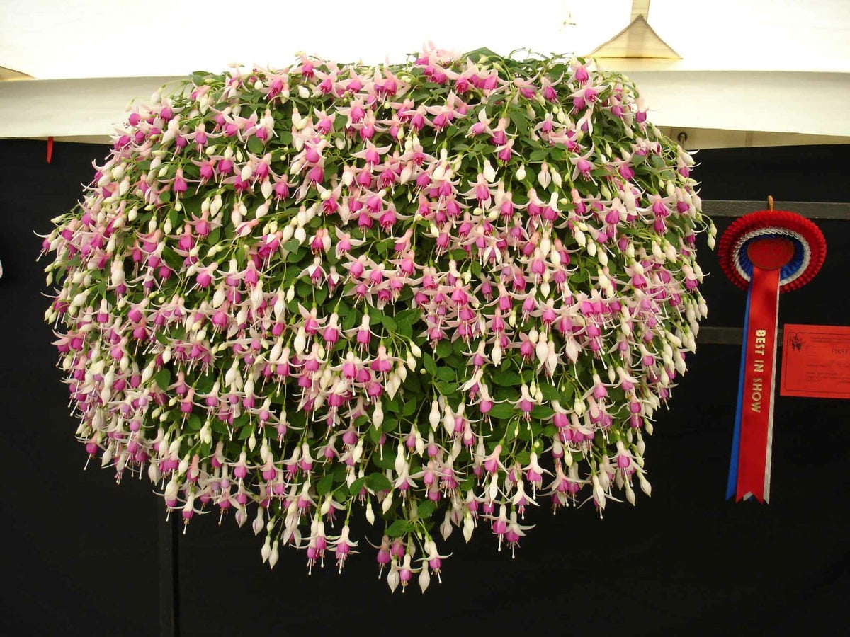 Contact Us | Northampton & District Fuchsia Society