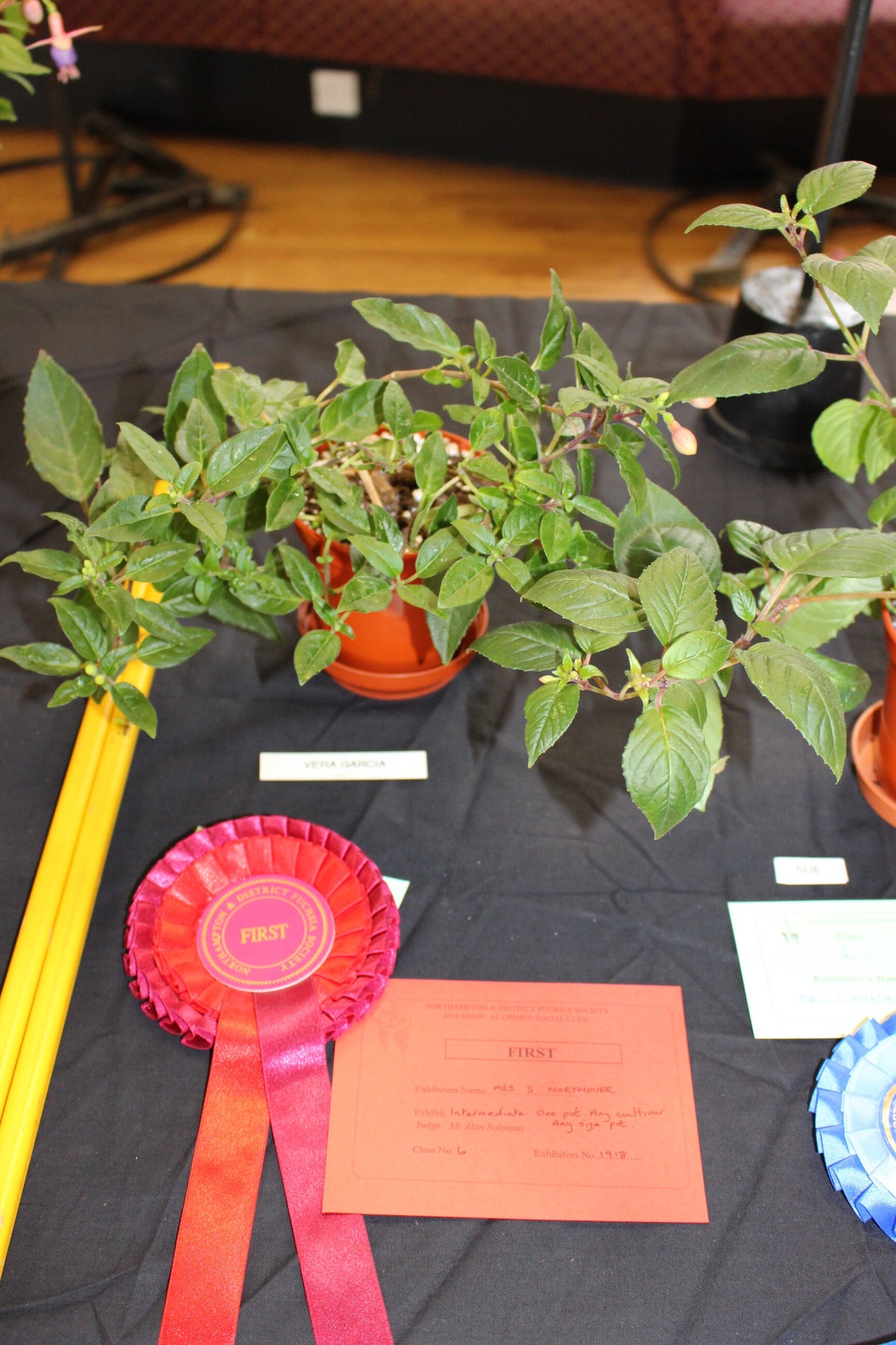 Fuchsia Show 2019 / Fuchsia Shows | Northampton & District Fuchsia Society
