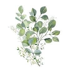 Eucalyptus