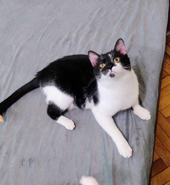 Adoptiekat Apollo
