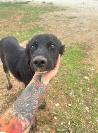 Adoptiehond Black