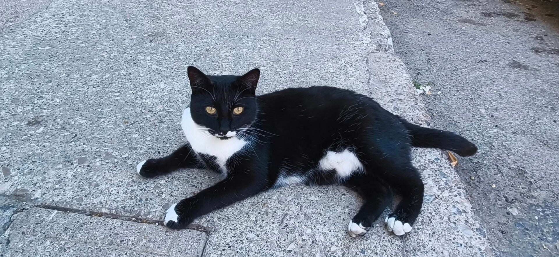 Adoptiekat Peshka