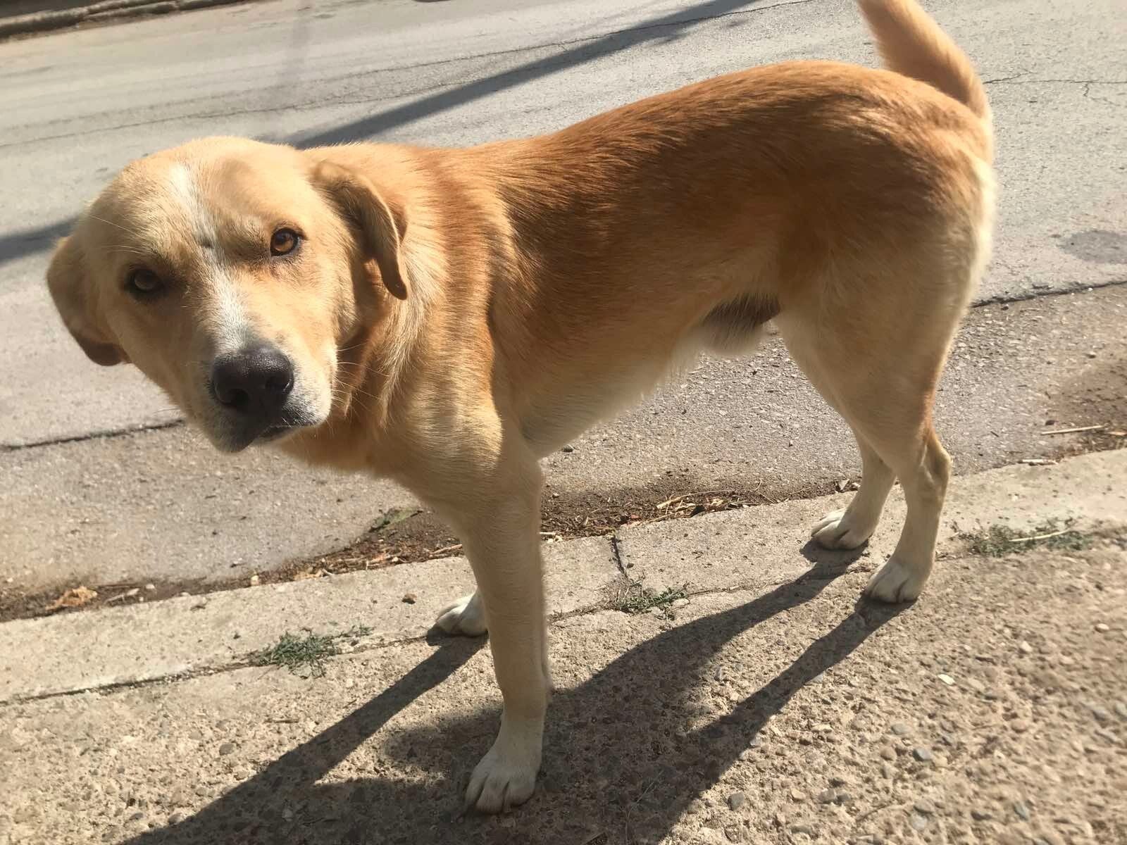 Adoptiehond Sunny