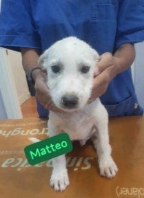 Adoptiehond Matteo
