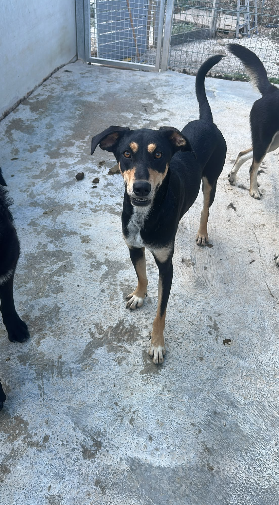 Adoptiehond Barbie