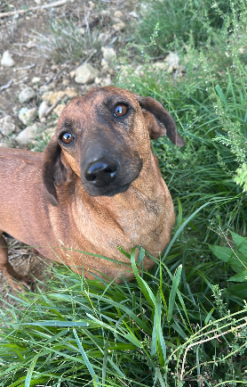 Adoptiehond Gigina