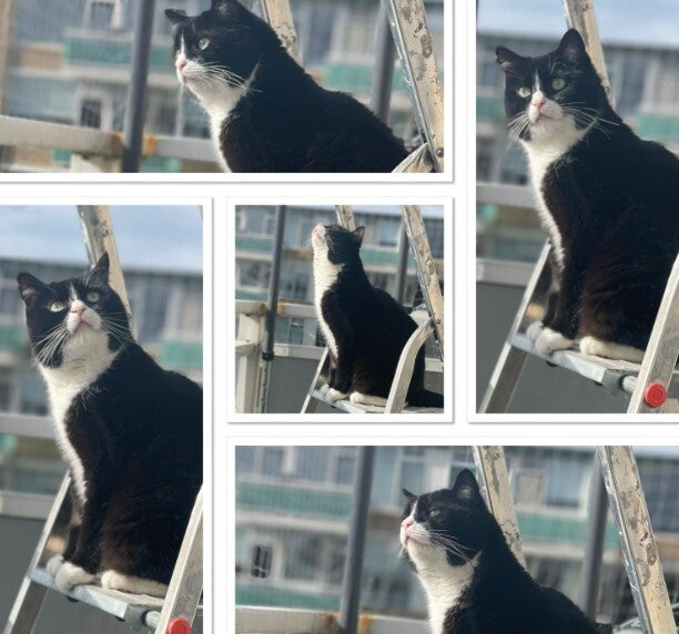 Adoptie Binnenkat Tommy