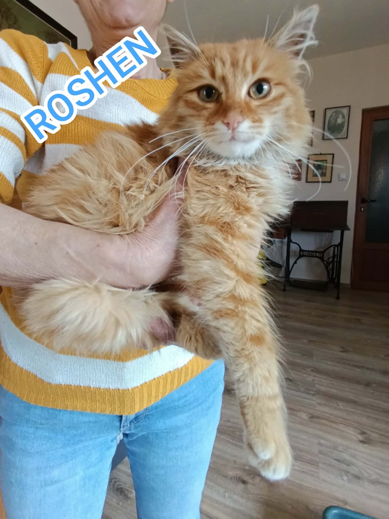 Adoptiekat Roshen