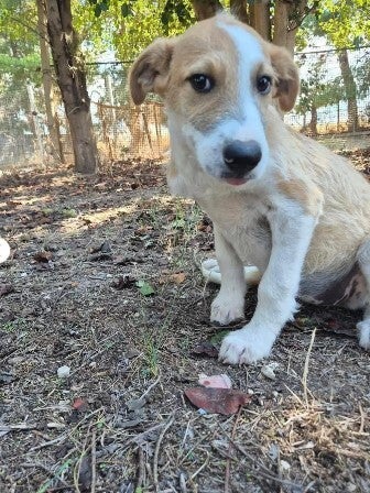 Adoptiehond Miriam