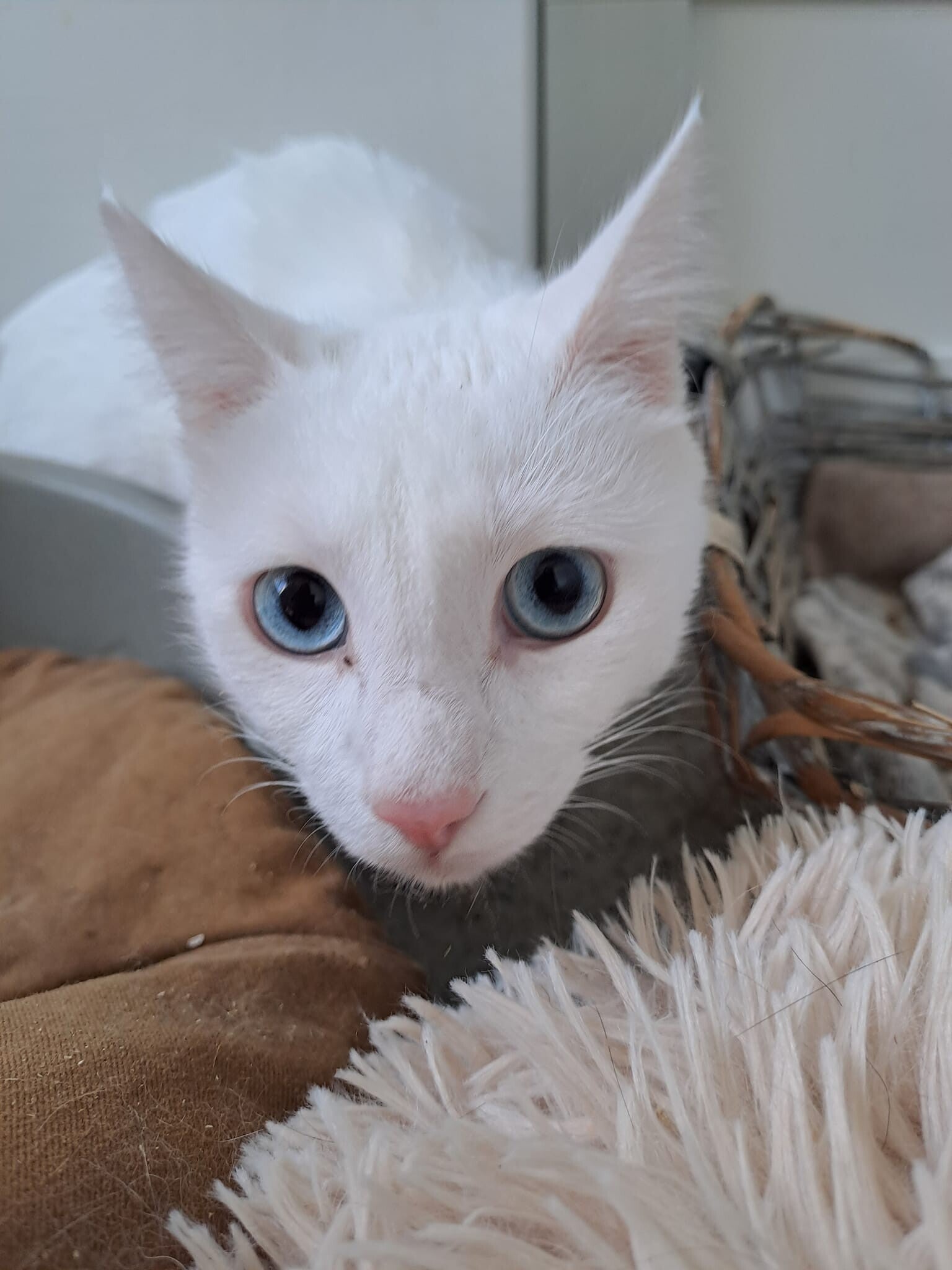 Adoptiekat Frosty