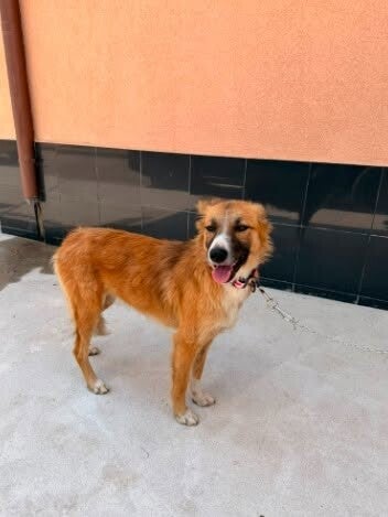 Adoptiehond Katrin