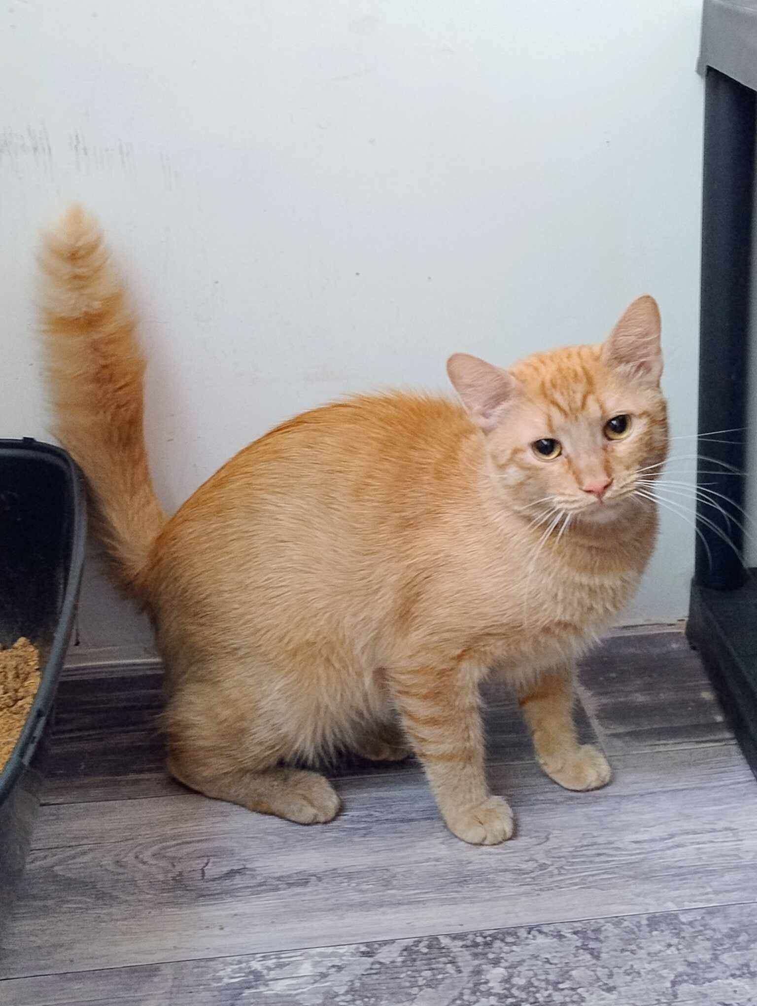 Adoptiekat Butterscotch