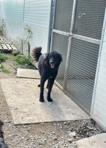 Adoptiehond Vitorio