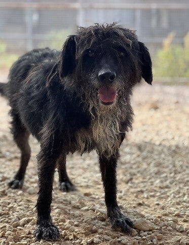 Adoptiehond Giulio