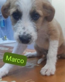 Adoptiehond Marco