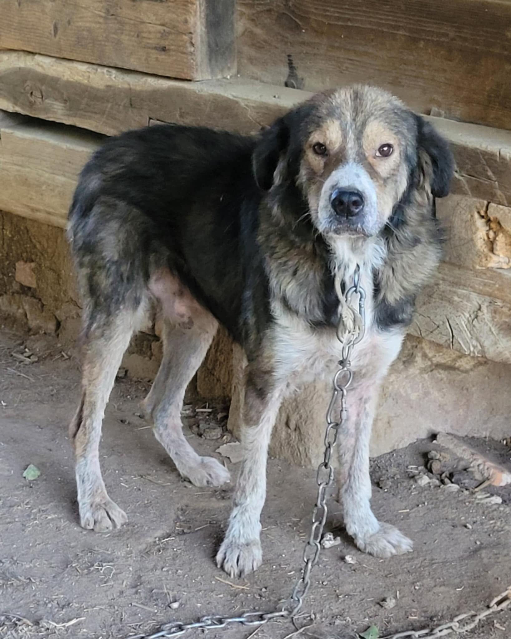 Adoptiehond Dallas