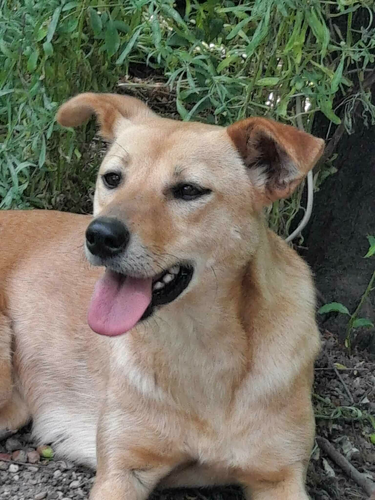 Adoptiehond Marty