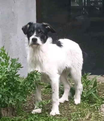 Adoptiehond Brewster Jack Russell