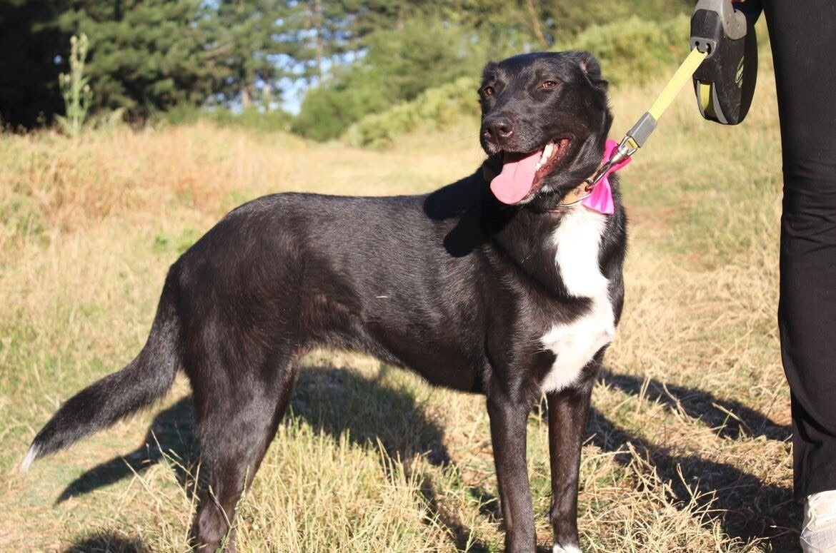 Maya, rescuehond uit Bulgarije