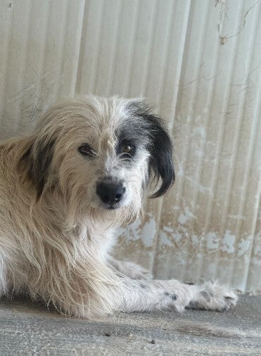 Adoptiehond Blanca