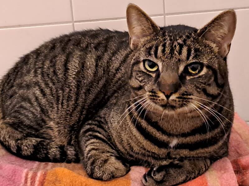 Adoptie Binnen kat Zeytin