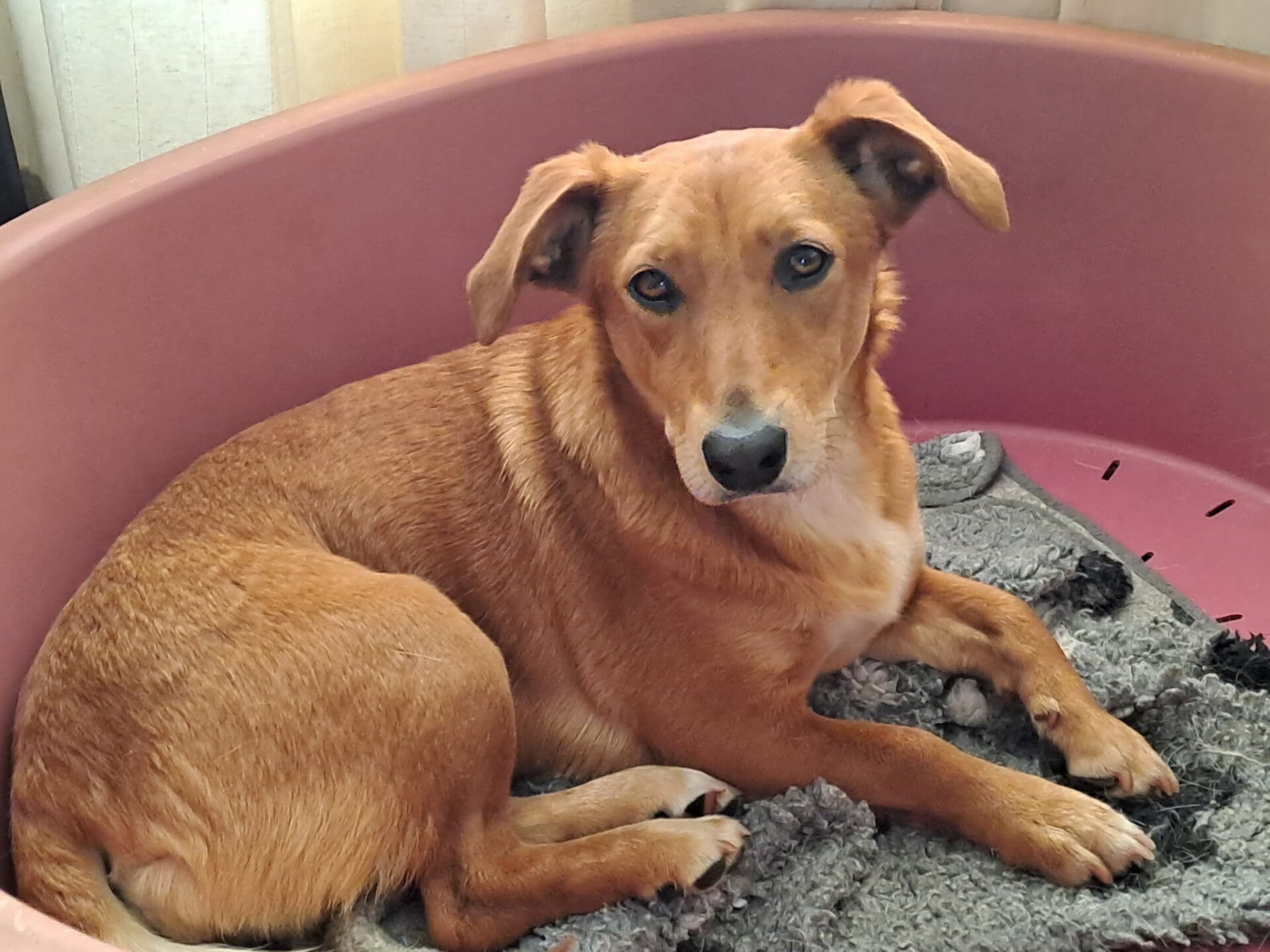 Adoptiehond Bambi