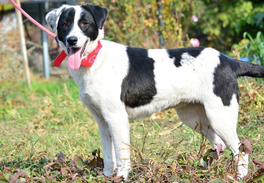 Adoptiehond Sadie II