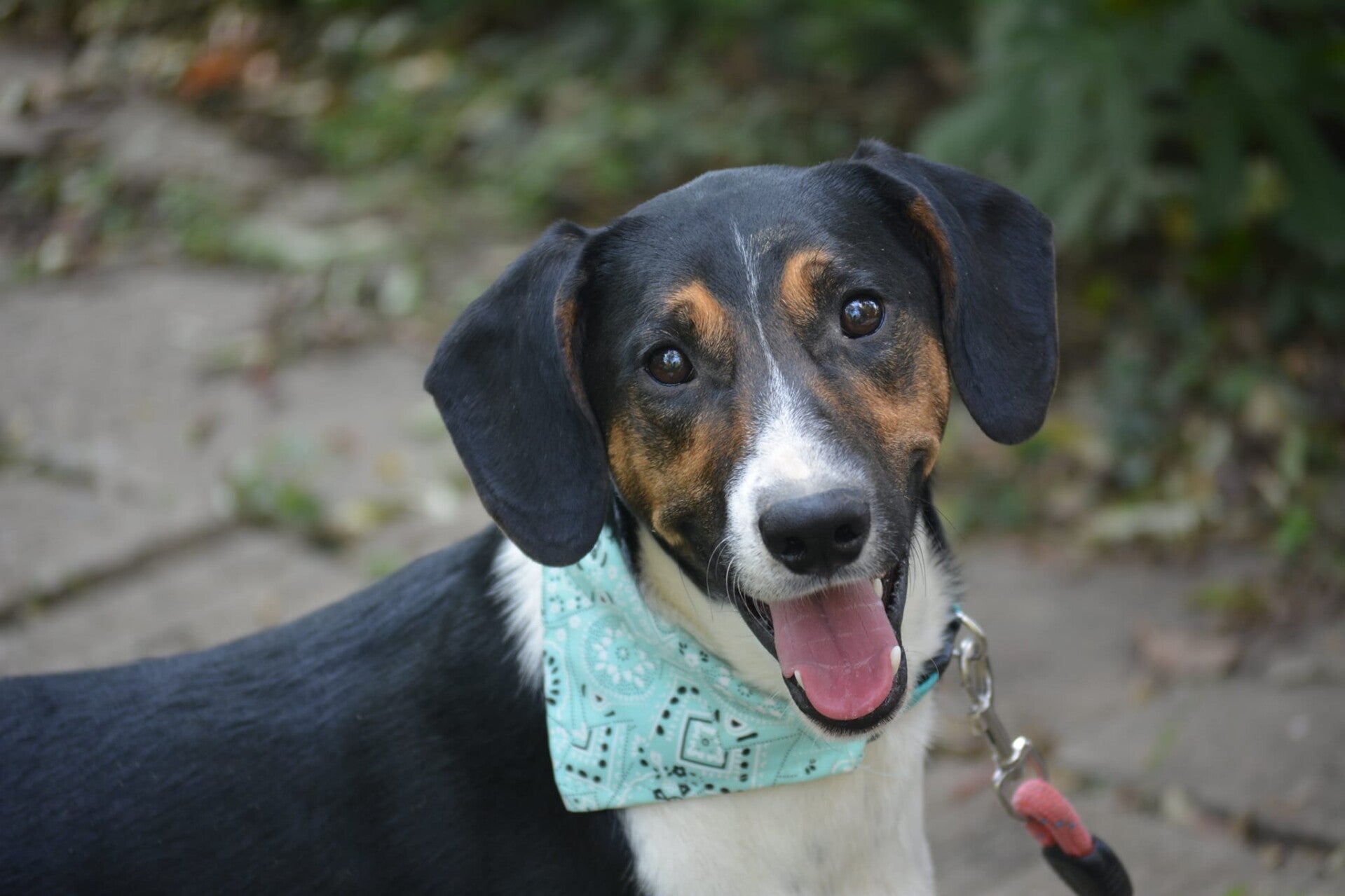 Adoptiehond Joe