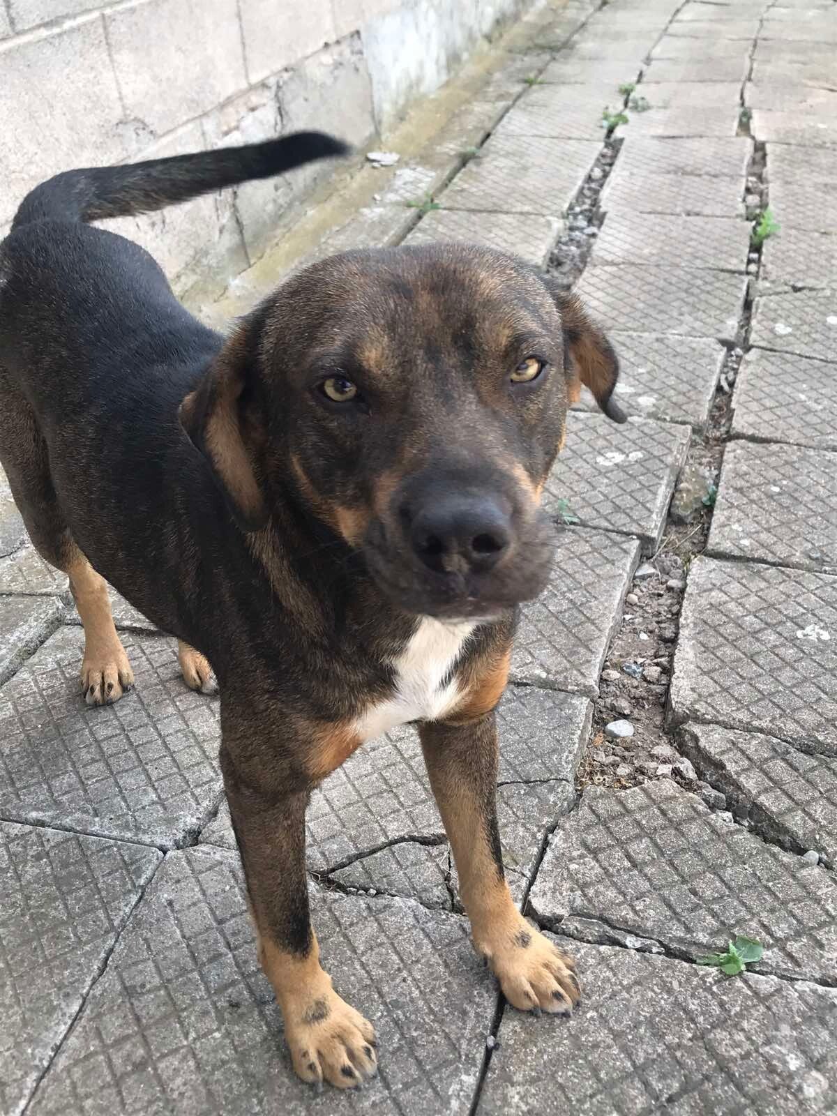 Adoptiehond Rico