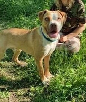 Adoptiehond Diesel